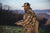 maryland turkey hunting "turkey nuggets and flintlocks" part 3 